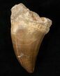 XL Mosasaur (Prognathodon) Tooth #16152-1